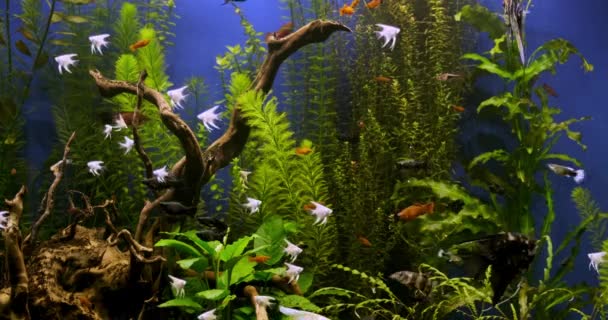 Hermoso Acuario Agua Dulce Con Plantas Verdes Muchos Peces Acuario — Vídeos de Stock