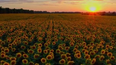 Çiçek açan ayçiçekleri ve güneş ışığıyla tarım alanının en üst görüntüsü. Büyük sarı tarlalı ve ayçiçekli yaz manzarası. Güneş batarken yukarıdaki ayçiçeği tarlasına güzel bir hava manzarası. 