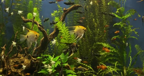 Bel Aquarium Eau Douce Avec Des Plantes Vertes Nombreux Poissons — Video