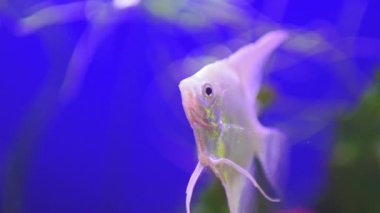 Güzel bir tatlı su akvaryumu. Mavi arka planda beyaz derisi var. Yavaş çekim. Güzel balıklı tatlı su akvaryumu. Makro çekim. 
