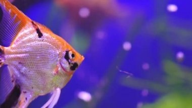 Koi soğanlı güzel bir tatlı su akvaryumu. Yavaş çekim. Güzel balıklı tatlı su akvaryumu. Makro çekim. 