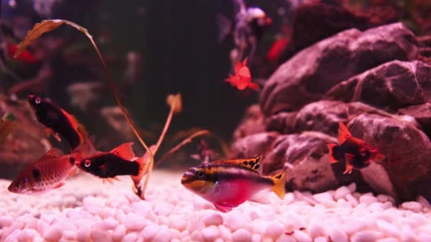 Krásné Sladkovodní Akvárium Zelenými Rostlinami Hnědými Kameny Mnoha Rybami Zpomalené — Stock video