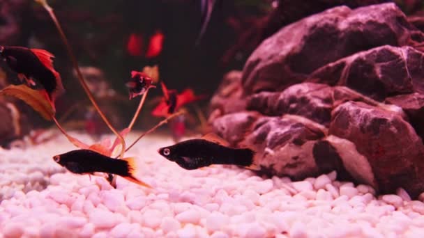 Beautiful Freshwater Aquarium Green Plants Brown Stones Many Fish Slow — Stock Video