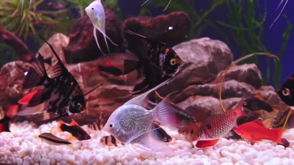 Krásné Sladkovodní Akvárium Zelenými Rostlinami Mnoha Rybami Zpomalené Záběry Sladkovodní — Stock video