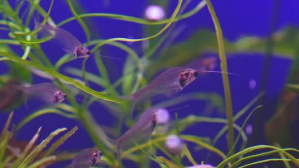 Krásné Sladkovodní Akvárium Skleněnými Sumci Zpomalené Záběry Sladkovodní Akvárium Krásnou — Stock video