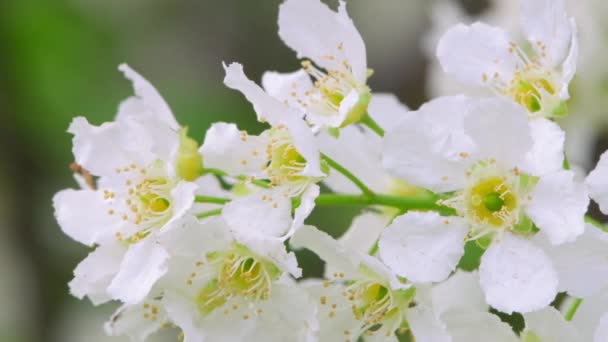 Zbliżenie Kwiat Kwiat Wiśni Drzewo Wiśnia Kwitnie Wiosną Białe Kwiaty — Wideo stockowe