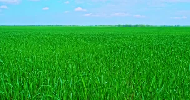 Fotografía Cinematográfica Campo Trigo Una Mañana Primavera Contra Cielo Azul — Vídeo de stock