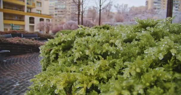 Κατεψυγμένα Πράσινα Θάμνους Πάγο Icicicles Στην Πόλη Κλιματικό Πάγωμα Αργή — Αρχείο Βίντεο