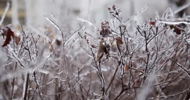 Větve Zarostlé Ledovými Rampouchy Klimatické Námrazy Záběry Zamrzlých Zimních Rostlin — Stock video