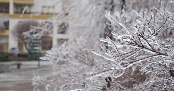 Větve Přerostlé Ledovými Rampouchy Městě Klimatické Námrazy Záběry Zamrzlých Zimních — Stock video