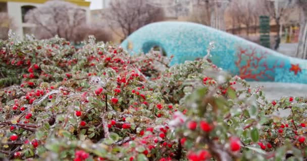 Planta Verde Congelada Con Bayas Rojas Los Helados Hielo Climático — Vídeos de Stock