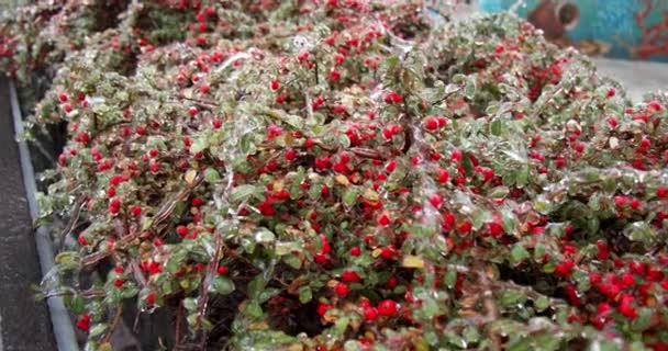 Planta Verde Congelada Com Bagas Vermelhas Nos Ciclos Gelo Gelo — Vídeo de Stock