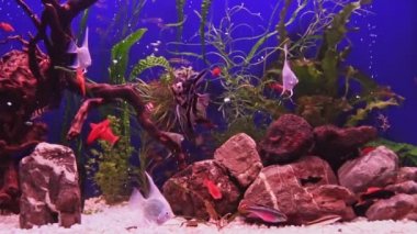 Yeşil bitkileri, kahverengi taşları ve bir sürü balığı olan güzel bir tatlı su akvaryumu. Yavaş çekim. Büyük bir balık sürüsü ile tatlı su akvaryumu. Beyaz çakıl taşlı akvaryum manzarası. 