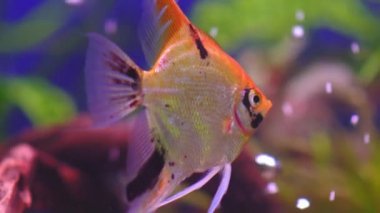 Koi soğanlı güzel bir tatlı su akvaryumu. Yavaş çekim. Güzel balıklı tatlı su akvaryumu. Makro çekim. 