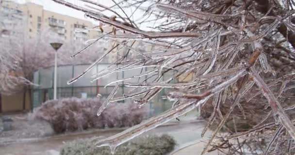 Κλαδιά Κατάφυτα Παγοκύστες Στην Πόλη Κλιματικό Πάγωμα Πλάνα Παγωμένων Φυτών — Αρχείο Βίντεο