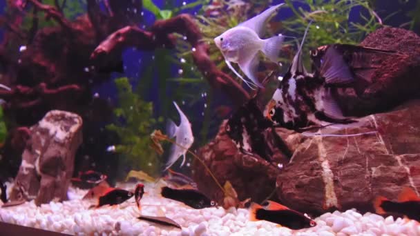 緑の植物や多くの魚と美しい淡水水族館 スローモーション映像 魚の大規模な群れと淡水水族館 白い小石と美しい水族館の風景 アクアスペース — ストック動画