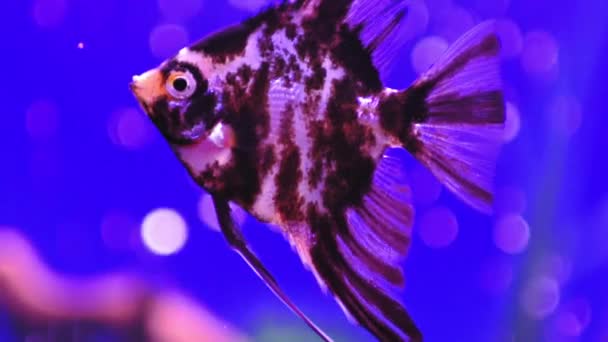 Hermoso Acuario Agua Dulce Con Peces Ángel Koi Sobre Fondo — Vídeos de Stock