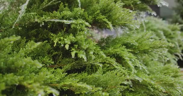 Bevroren Groene Struiken Met Ijspegels Stad Klimatologische Glazuur Slow Motion — Stockvideo