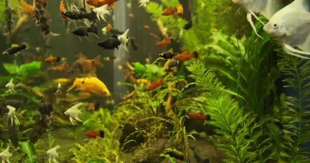 Hermoso Acuario Agua Dulce Con Plantas Verdes Muchos Peces Acuario — Vídeos de Stock