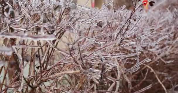 Arbustos Cobertos Gelo Gelo Climático Filmagem Inverno Gelado Plantas Congeladas — Vídeo de Stock