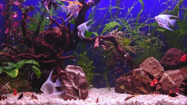 Prachtig Zoetwateraquarium Met Groene Planten Veel Vissen Blauwe Achtergrond Slow — Stockvideo