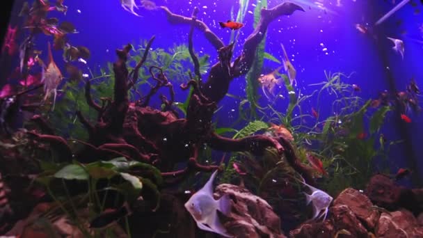 Zoetwateraquarium Met Een Grote Kudde Vissen Aquariumlandschap Met Witte Kiezel — Stockvideo