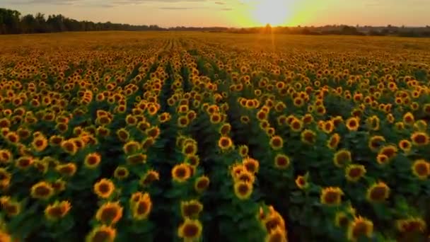 Hermosa Vista Aérea Sobre Campo Girasoles Mientras Pone Sol Vista — Vídeos de Stock