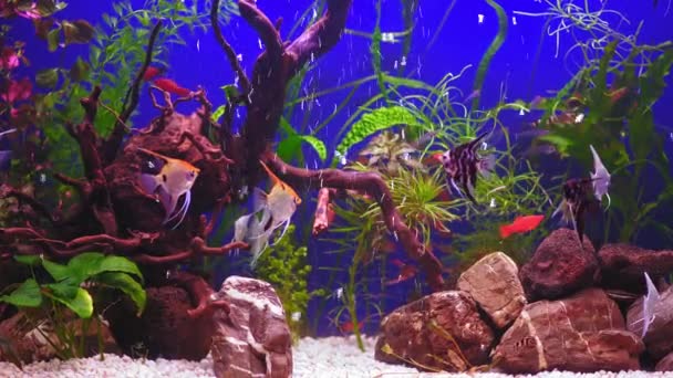 Prachtig Zoetwateraquarium Met Groene Planten Veel Vissen Blauwe Achtergrond Zoetwateraquarium — Stockvideo