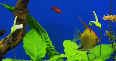 Tatlı su akvaryumunda çiçek açan güzel Anubias. Akvaryumda çiçek açan Anubias çiçeği. Bir akvaryum bitkisinin yakın plan çiçeği. Suda balık olan yeşil bitki..