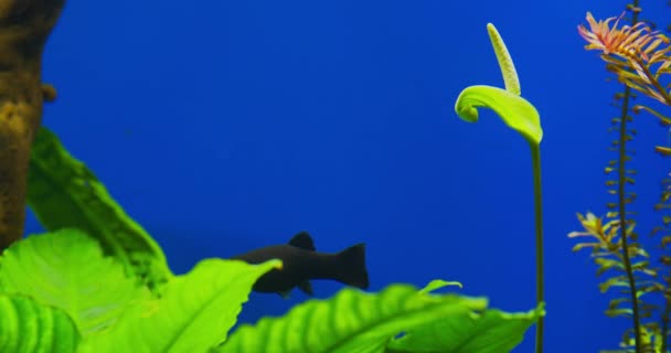 Krásné Kvetoucí Anubias Sladkovodním Akváriu Kvetoucí Anubias Květina Akváriu Detailní — Stock video