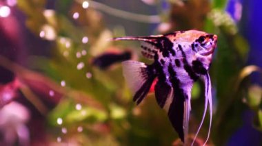 Koi skalaları olan güzel bir tatlı su akvaryumu. Yavaş çekim. Güzel benekli balıklı tatlı su akvaryumu. Makro çekim.    