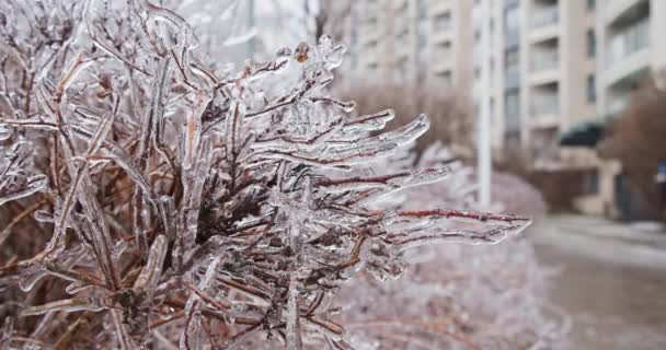 Βούρτσες Κατάφυτες Παγοκύστες Κλιματικό Πάγωμα Πλάνα Παγωμένων Φυτών Του Χειμώνα — Αρχείο Βίντεο