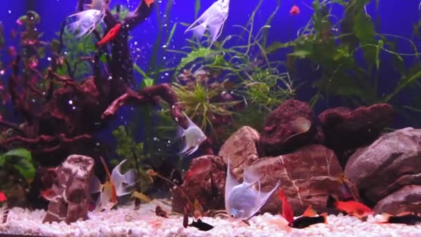 Hermoso Acuario Agua Dulce Con Plantas Verdes Muchos Peces Sobre — Vídeos de Stock