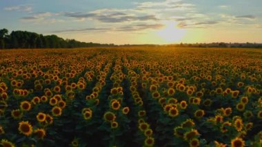 Güneş batarken yukarıdaki ayçiçeği tarlasına güzel bir hava manzarası. Çiçek açan ayçiçekleri ve güneş ışığıyla tarım alanının en üst görüntüsü. Büyük sarı tarlalı ve ayçiçekli yaz manzarası