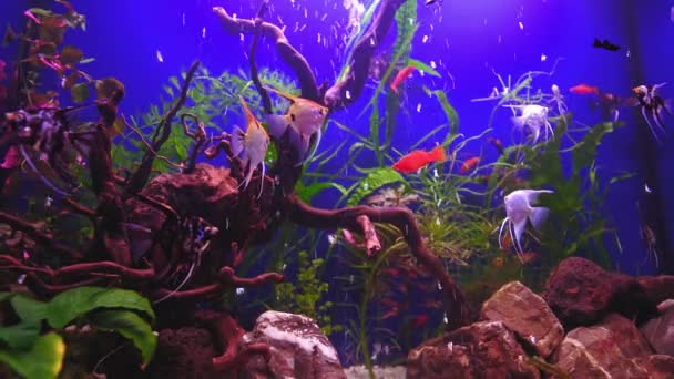 緑の植物と青い背景に多くの魚と美しい淡水水族館 魚の大規模な群れと淡水水族館 白い小石と水族館の風景 アクア スペース リアルタイム — ストック動画