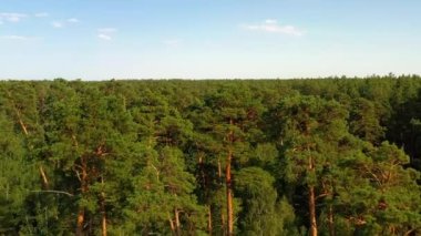 Güneşli bir günde ağaçların tepesinde uçan bir dron. Çam ağaçları ormanının üzerinden havadan çekilmiş sinematik görüntüler. Gün batımında yeşil, sık bir ormanın havadan görünüşü. Yeşil bir ormanın üzerinde yumuşak hareket eden bir uçak. 