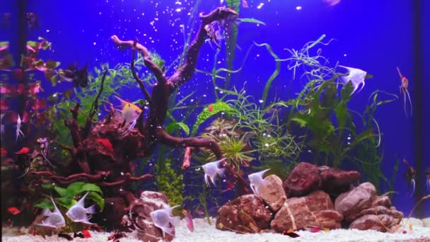 Zoetwateraquarium Met Een Grote Kudde Vissen Aquariumlandschap Met Witte Kiezel — Stockvideo