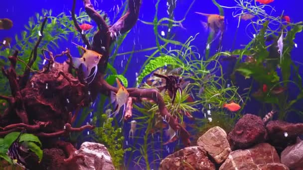 緑の植物と青い背景に多くの魚と美しい淡水水族館 魚の大規模な群れと淡水水族館 白い小石と水族館の風景 アクア スペース ズームアウト — ストック動画