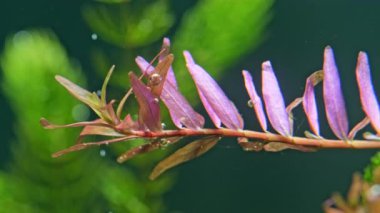 Güzel yeşil tatlı su bitkisi oksijen salgılar. Akvaryumdaki akvaryum bitkilerinin fotosentezi. Güzel bir akvaryum bitkisinin makro çekimi. Limnophila hippuridoides. Su uzayı.