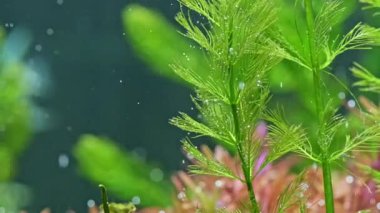 Güzel tatlı su bitkisi Myriophyllum aquaticum oksijen salgılar. Akvaryum bitkilerinin akvaryumdaki fotosentezi. Mavi arka planda akvaryum bitkilerinin makro çekimi.