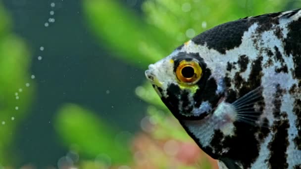 美しいスケールの魚と淡水水族館のスローモーション映像 鯉の鱗を持つ美しい淡水水族館 マクロショット — ストック動画