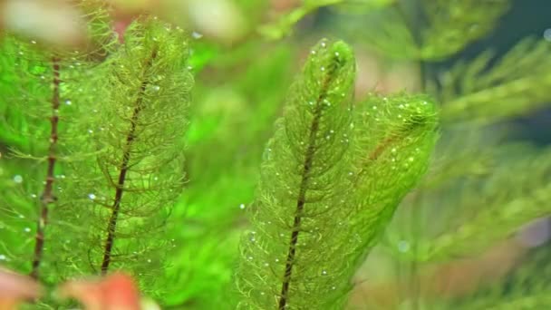 Пресноводный Аквариум Большим Количеством Зеленых Растений Которые Выделяют Пузырьки Кислорода — стоковое видео