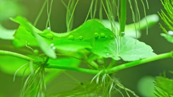 Schöne Süßwasser Aquarium Mit Vielen Grünen Pflanzen Die Blasen Sauerstoff — Stockvideo