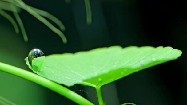 Proceso Fotosíntesis Las Plantas Del Acuario Acuario Hermosa Planta Agua — Vídeos de Stock