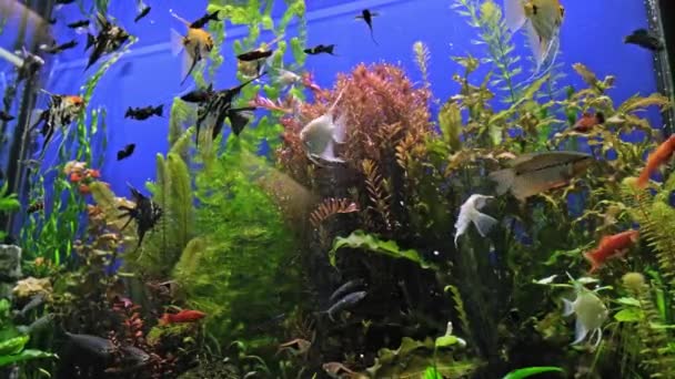 Aquarium Eau Douce Avec Grand Troupeau Poissons Bel Aquarium Eau — Video