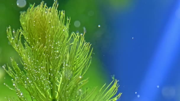 Hermoso Acuario Agua Dulce Con Muchas Plantas Verdes Que Emana — Vídeos de Stock