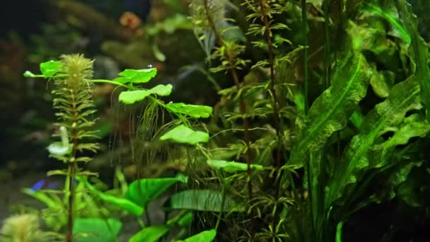Sladkovodní Akvárium Velkým Hejnem Ryb Krásné Sladkovodní Akvárium Mnoha Zelenými — Stock video