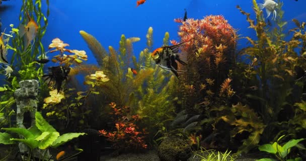 魚の大規模な群れと淡水水族館 美しい水族館の風景 多くの緑の植物や魚と美しい淡水水族館 アクア スペース 青の背景に緑の植物 — ストック動画