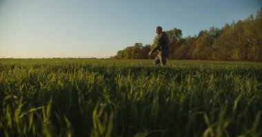 Çiftçi gün batımında genç yeşil bir tarlada yürüyor. Yetişkin çiftçi tarlasını geziyor ve kontrol ediyor. Tarım alanında yürüyen insanlar. Yüksek yeşil çimlerde yürüyen kişi