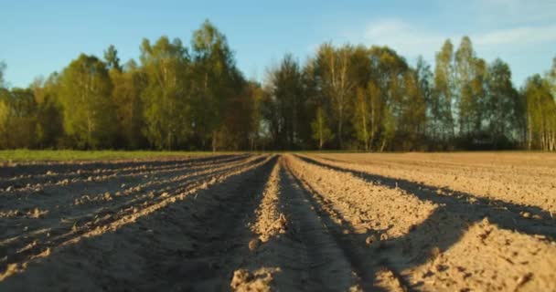 Gros Plan Sol Sur Fond Arbres Verts Printemps Caméra Déplace — Video